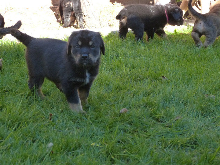 chinook dog